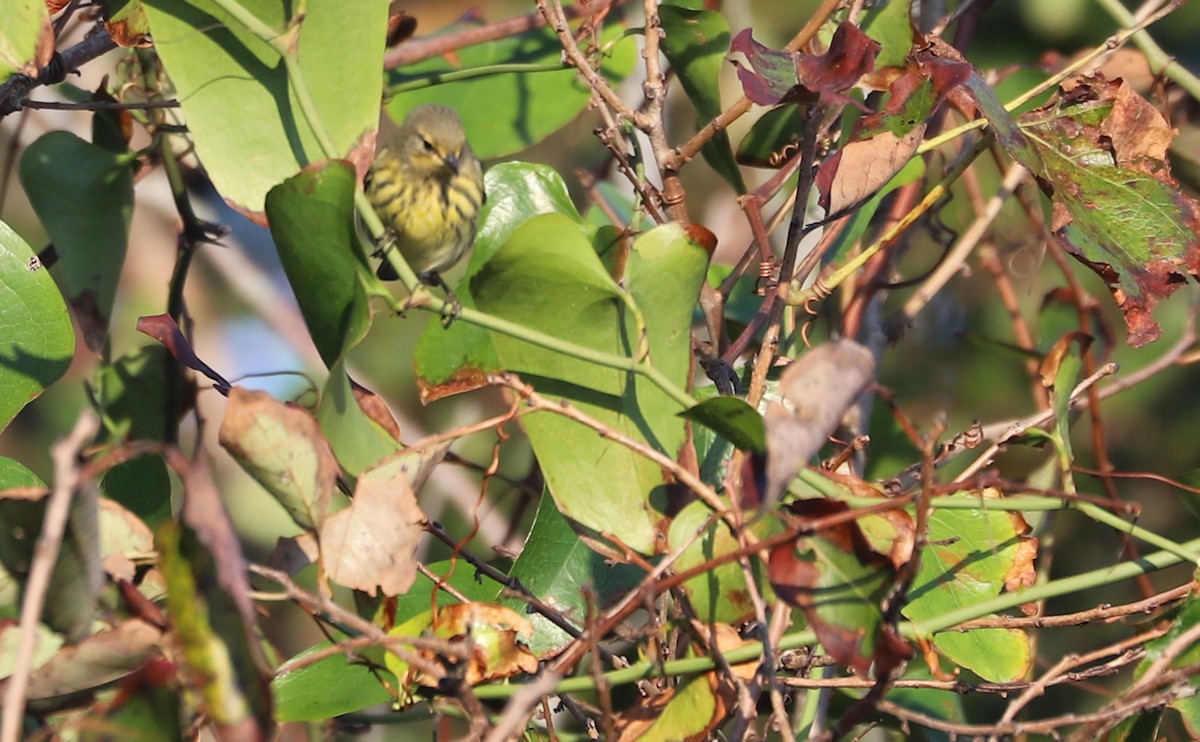 Cape May Warbler - ML642350425
