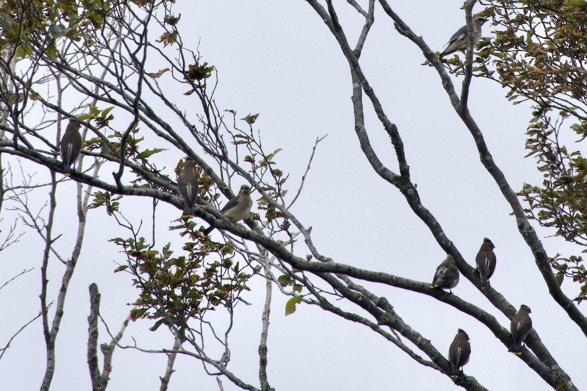 Cedar Waxwing - ML642350426