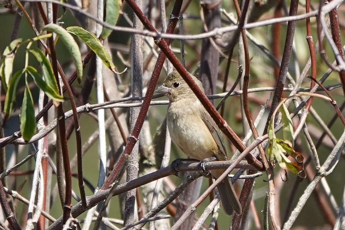 Painted Bunting - ML642350433