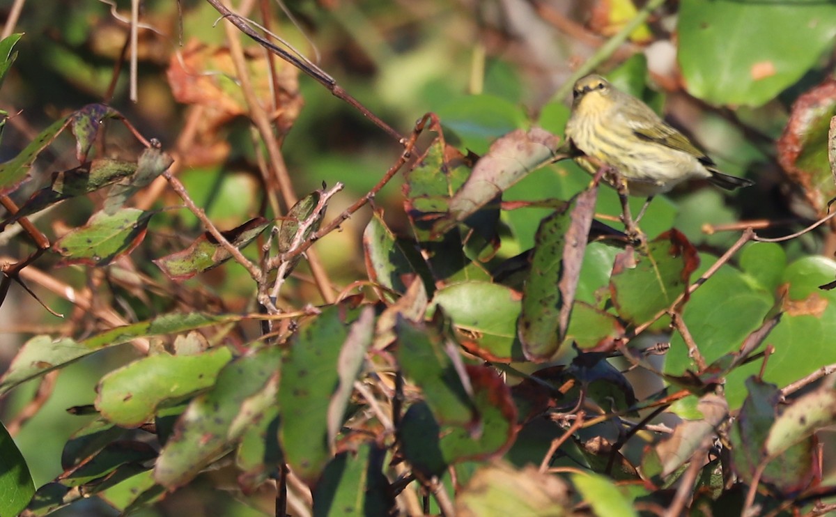 Cape May Warbler - ML642350434