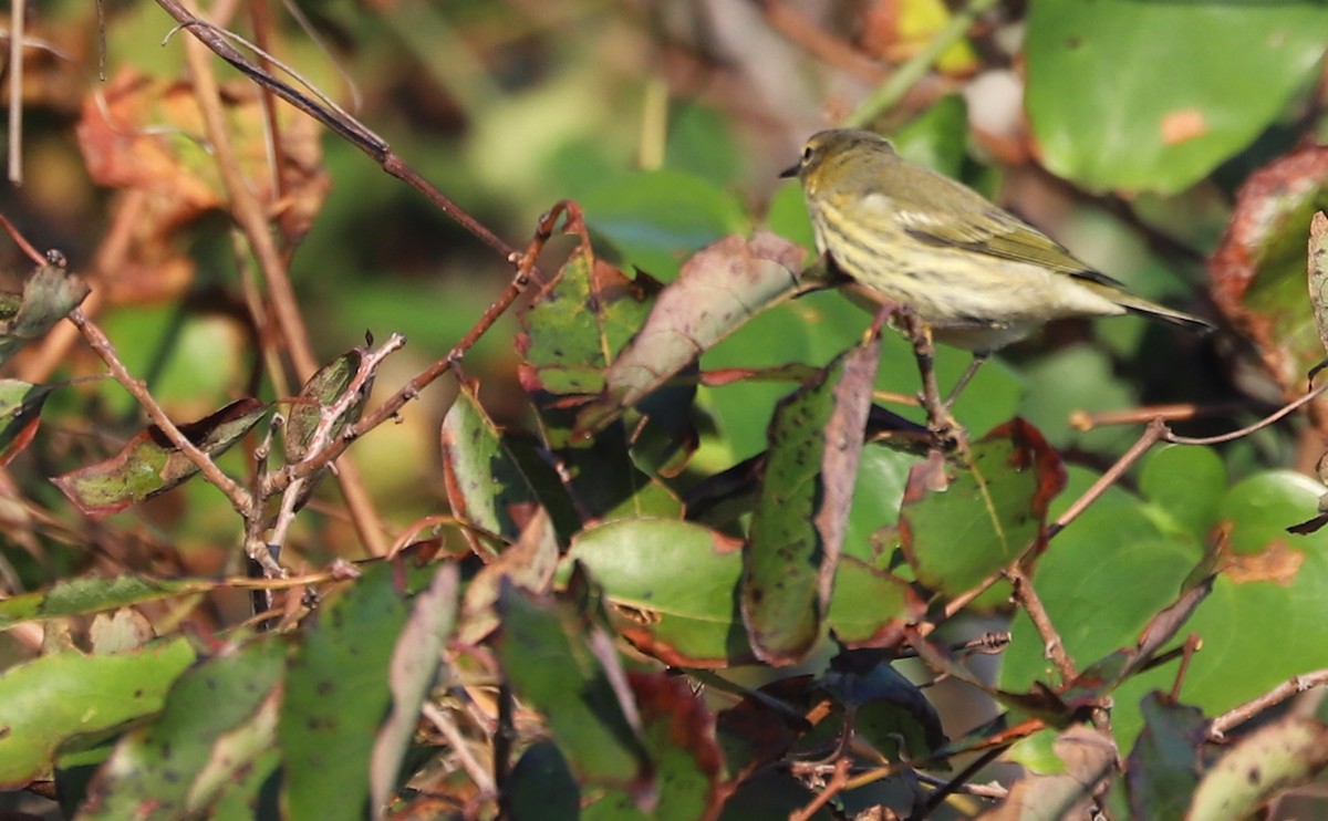 Cape May Warbler - ML642350436