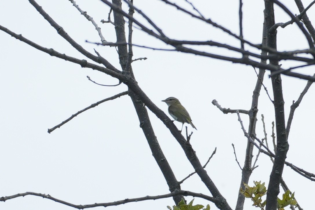 Red-eyed Vireo - ML642350438