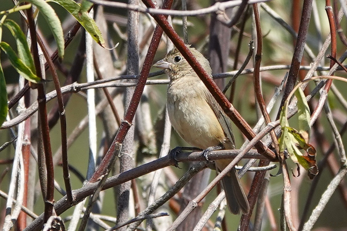 Painted Bunting - ML642350444