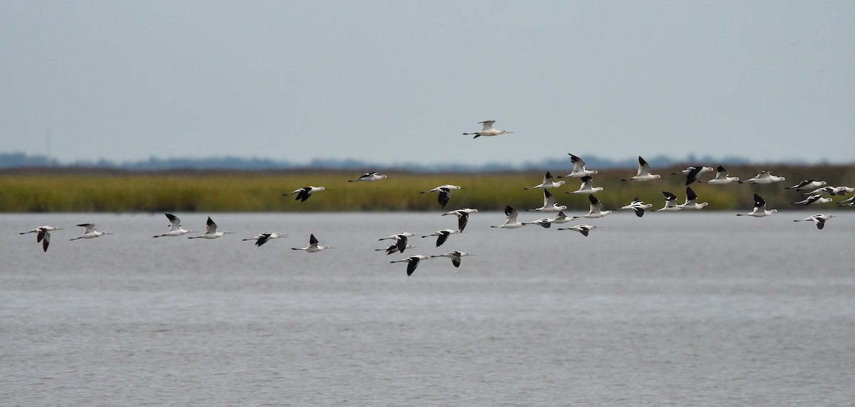 American Avocet - ML642350466