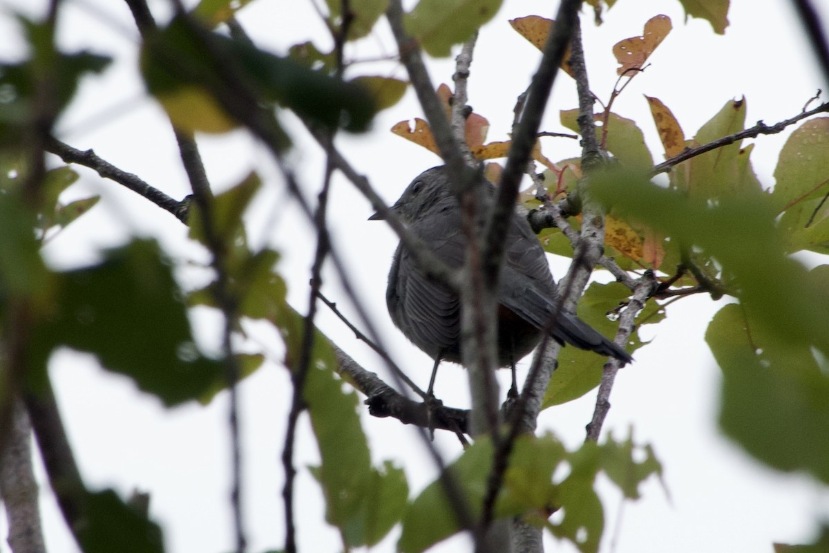 Gray Catbird - ML642350469