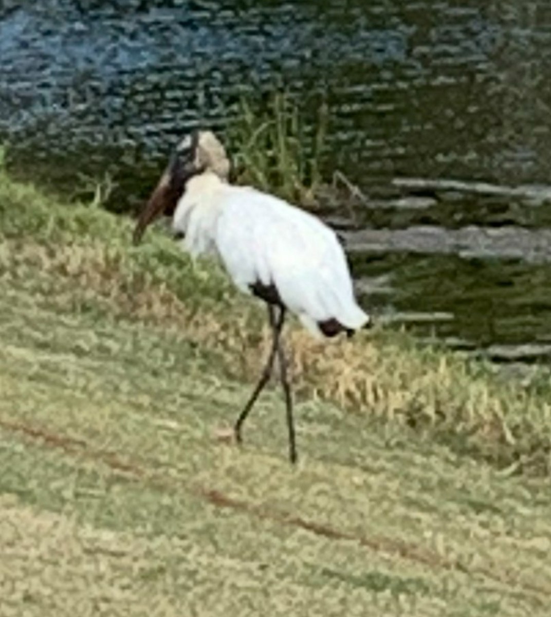 Wood Stork - ML642350478