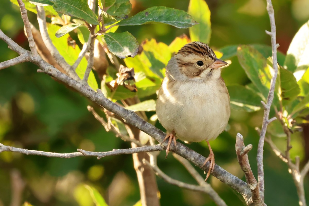 Clay-colored Sparrow - ML642350512