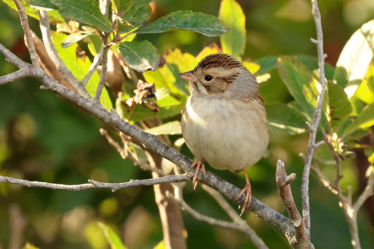 Clay-colored Sparrow - ML642350513