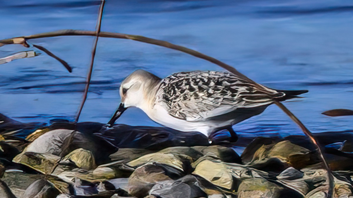 Sanderling - ML642350518