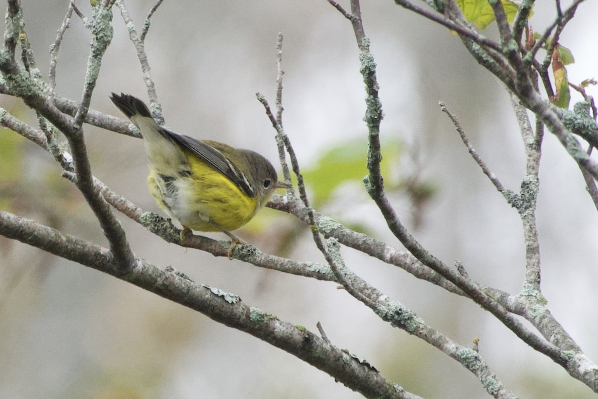 Magnolia Warbler - ML642350532