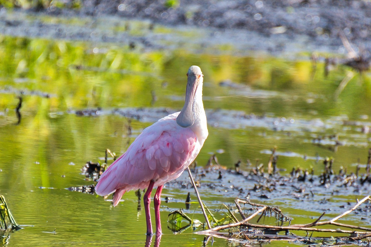 Roseate Spoonbill - ML642350538