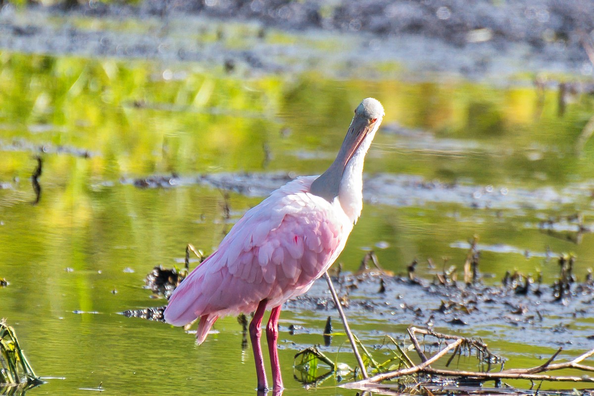 Roseate Spoonbill - ML642350542