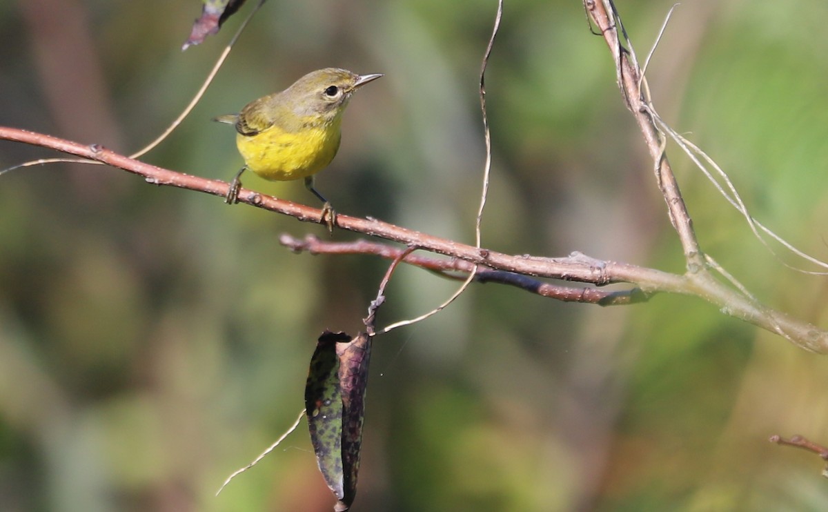 Prairie Warbler - ML642350543