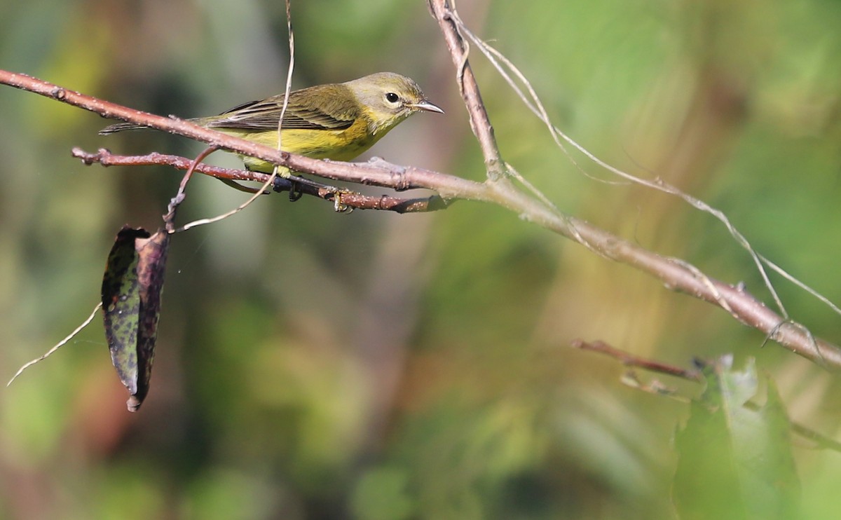 Prairie Warbler - ML642350548