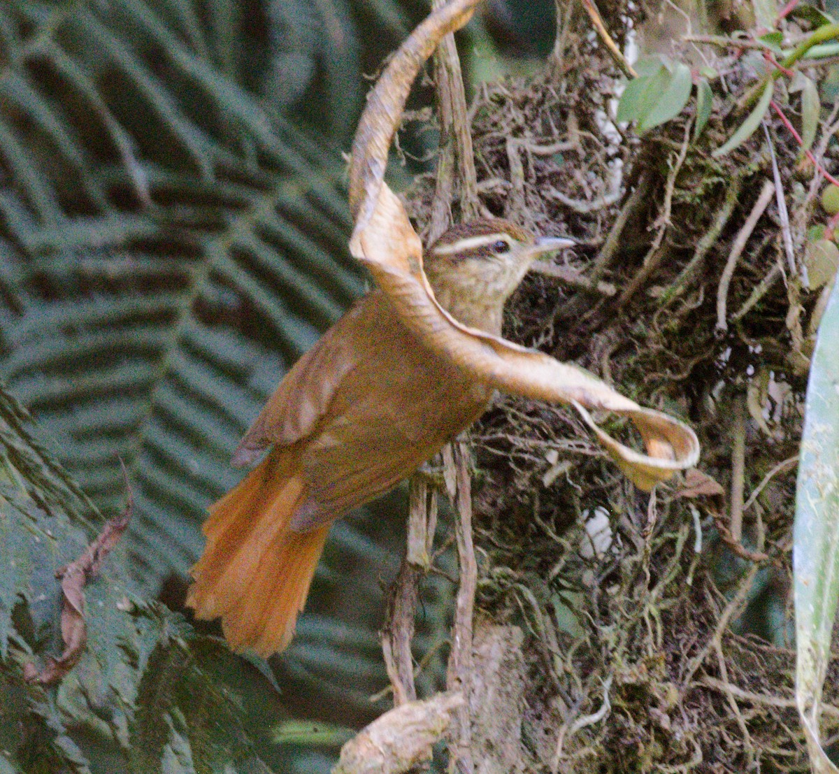 White-browed Foliage-gleaner - ML642350550