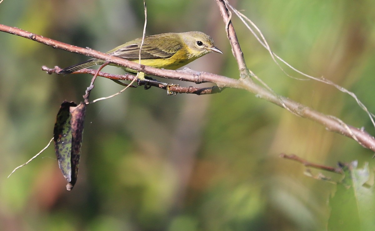 Prairie Warbler - ML642350558