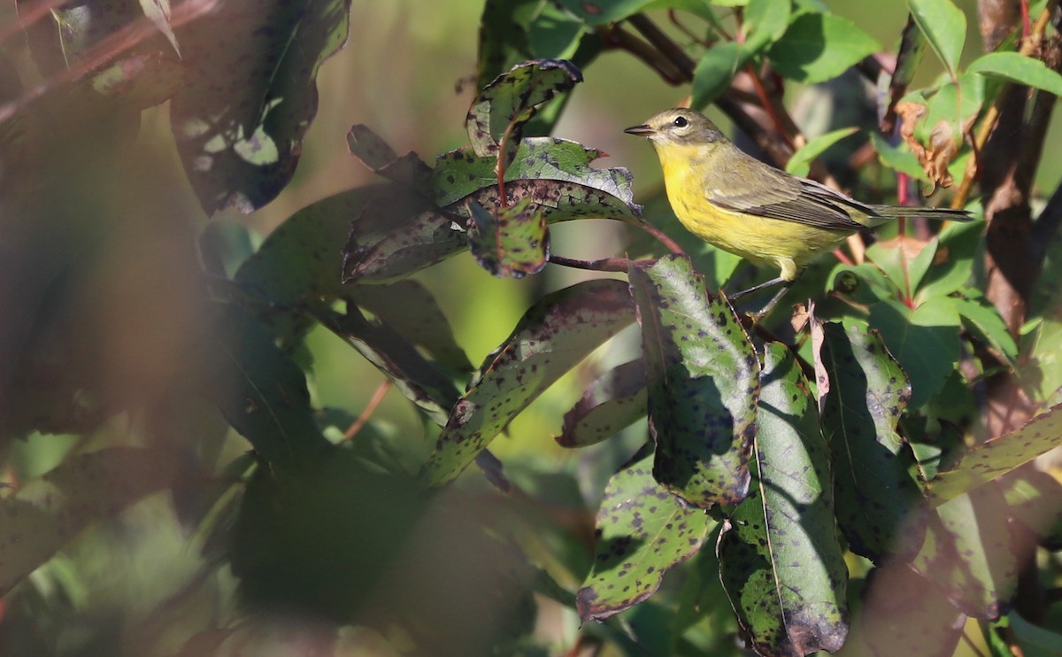 Prairie Warbler - ML642350560