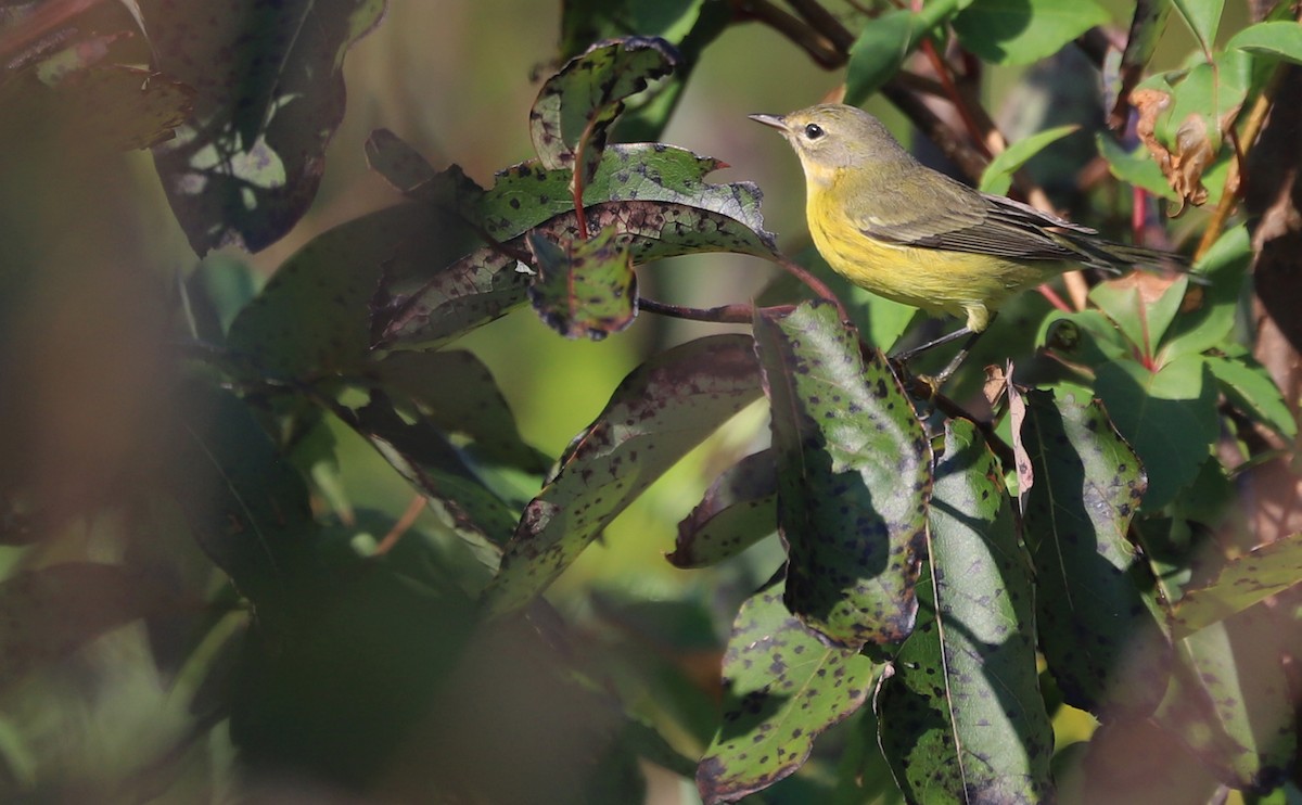 Prairie Warbler - ML642350563