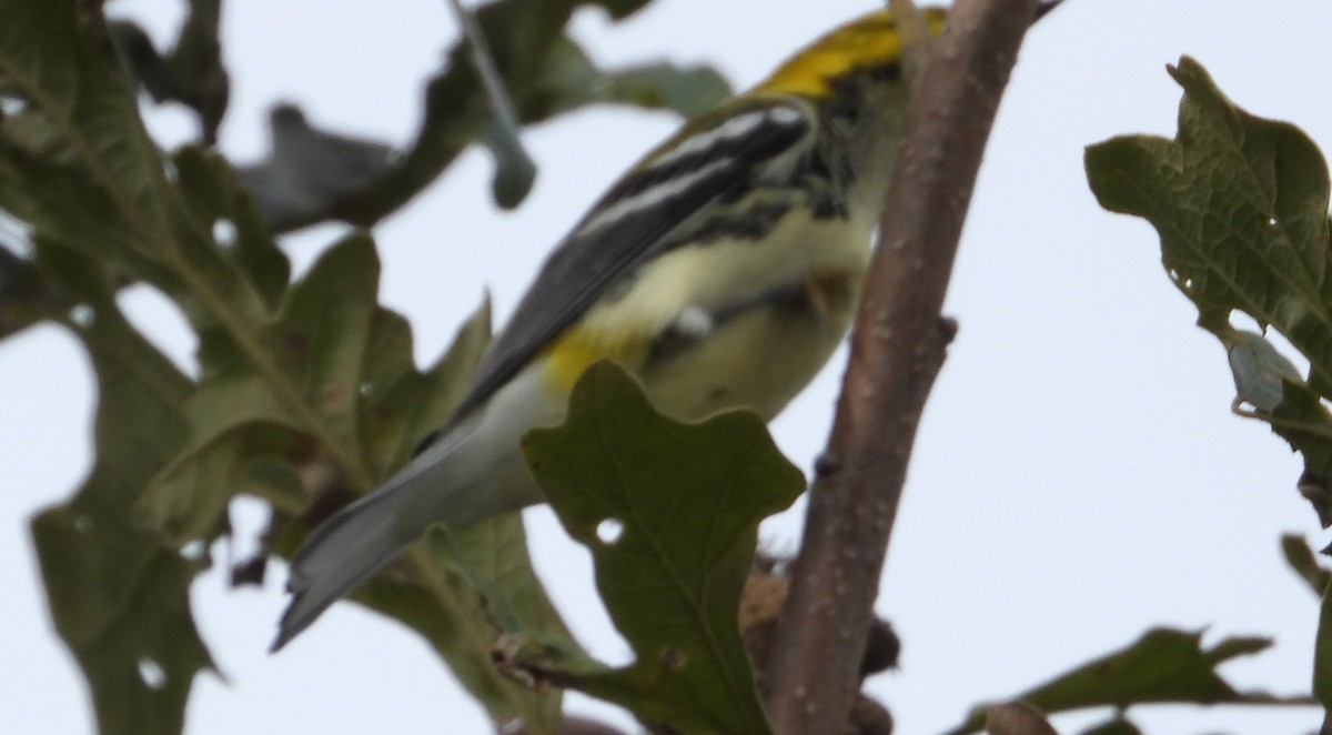 Black-throated Green Warbler - ML642350564