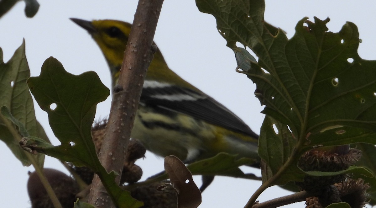 Black-throated Green Warbler - ML642350565