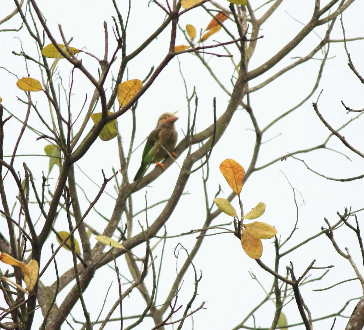 Brown-headed Barbet - ML642350568