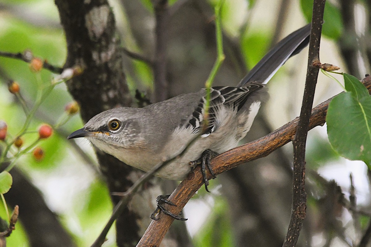Northern Mockingbird - ML642350569