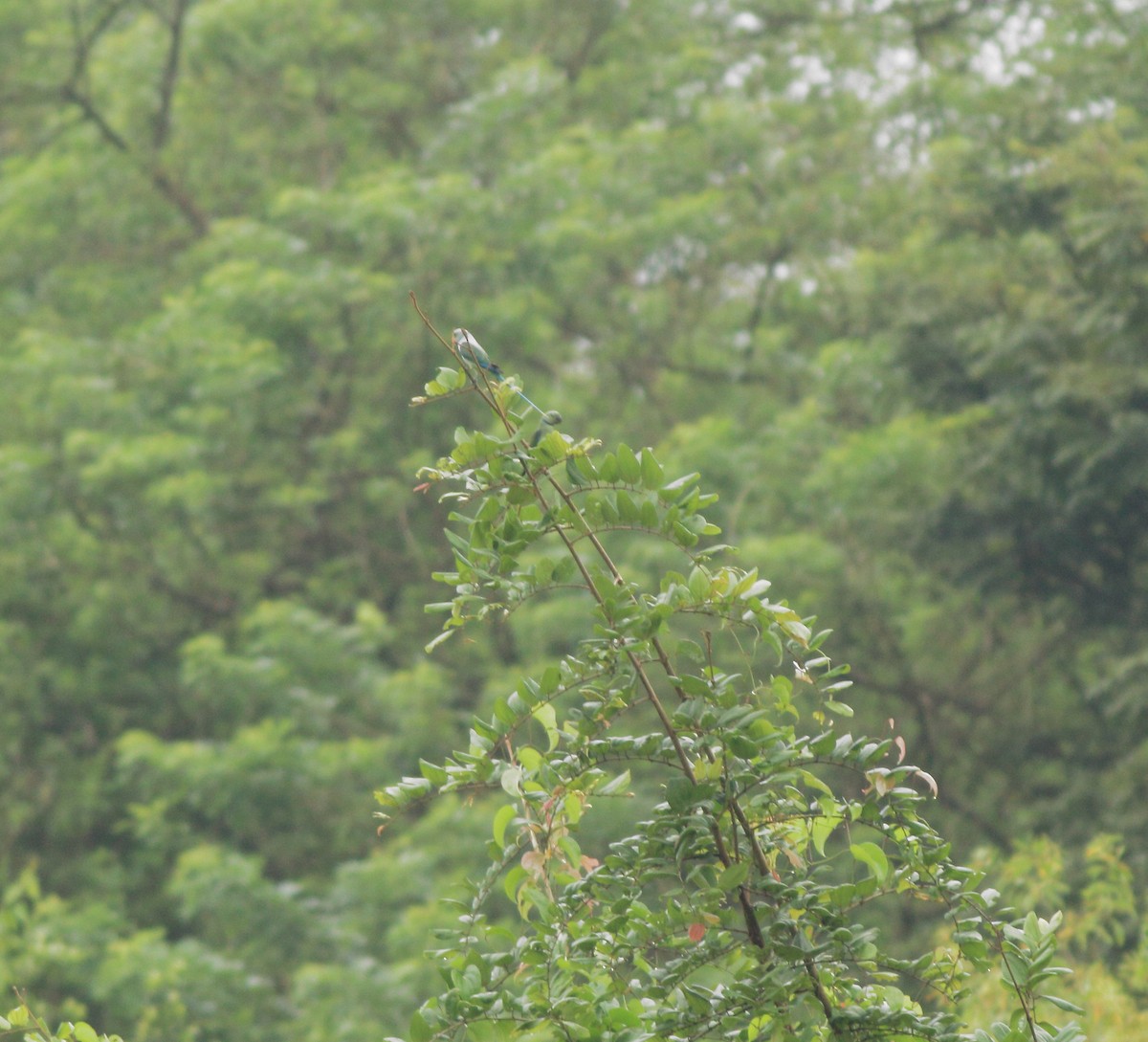 Malabar Parakeet - ML642350585