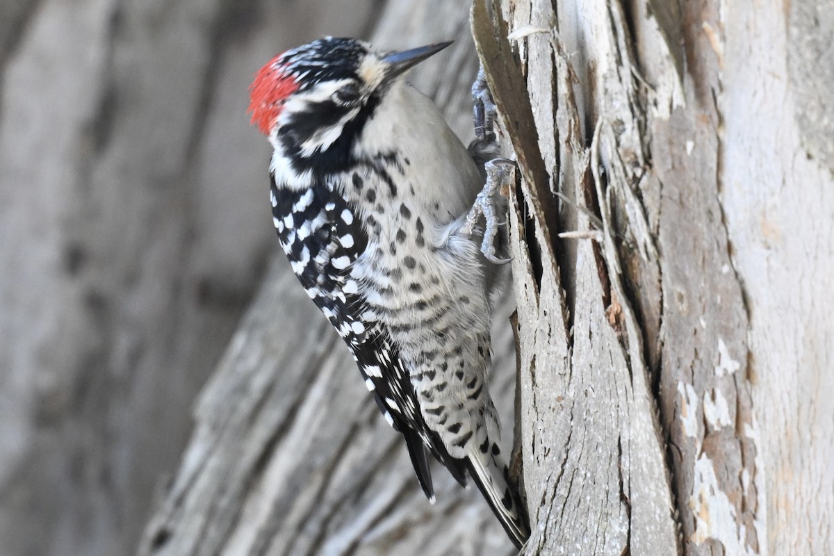 Nuttall's Woodpecker - ML642350587