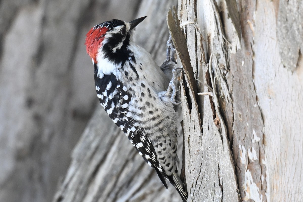 Nuttall's Woodpecker - ML642350598