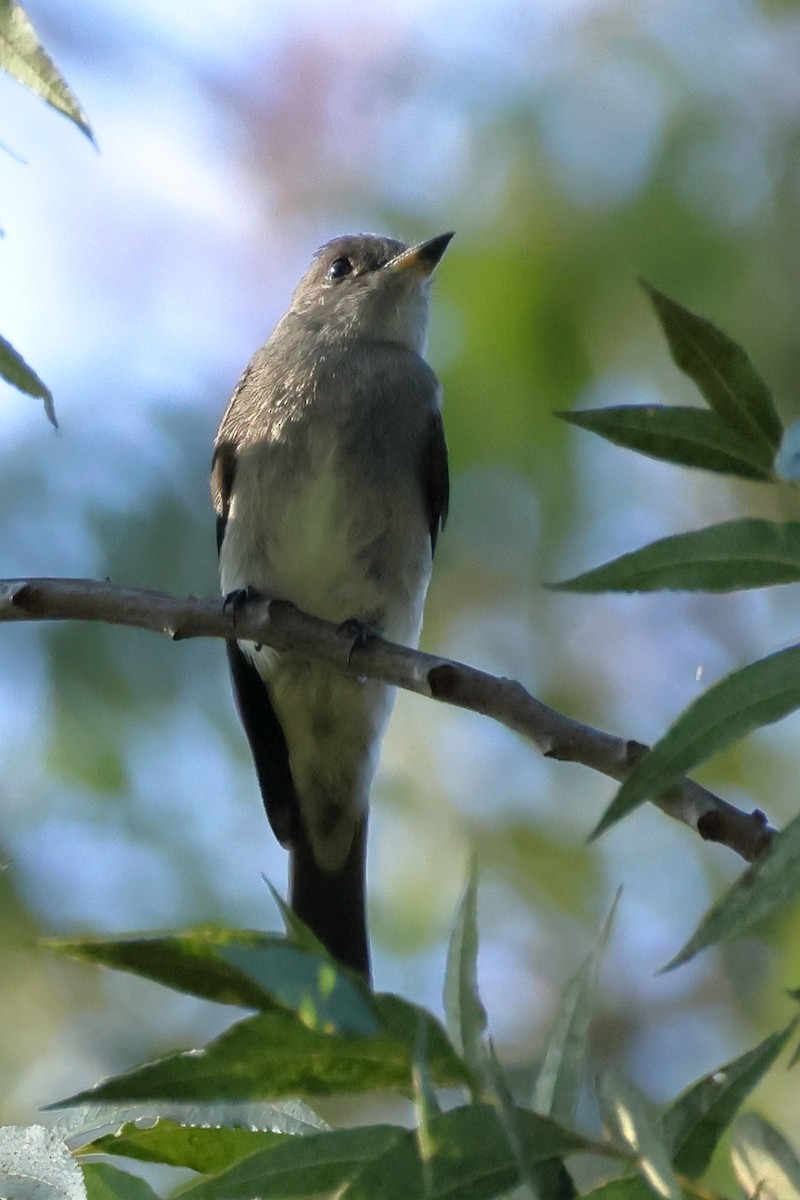 Batılı Tropikal Pivi - ML642350608