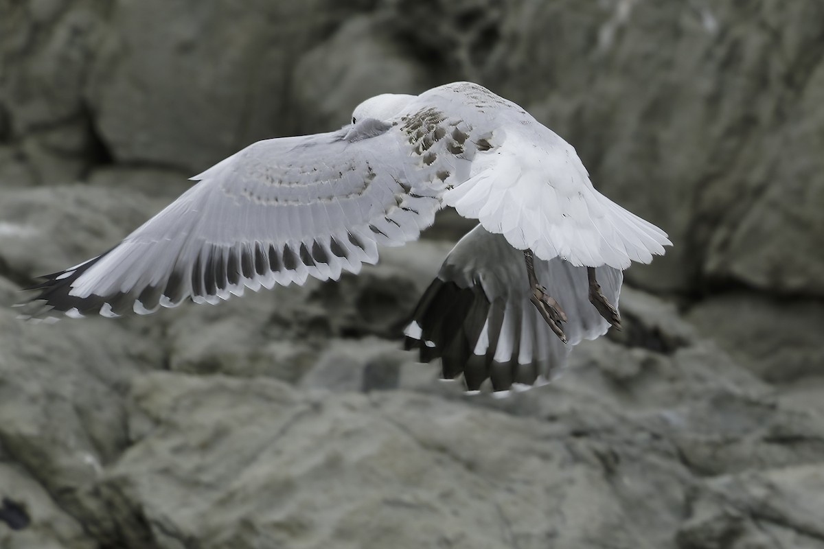 Black-billed Gull - ML642350643