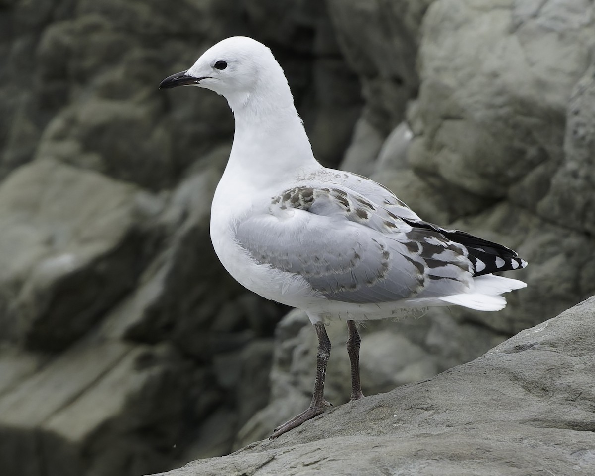 Black-billed Gull - ML642350644