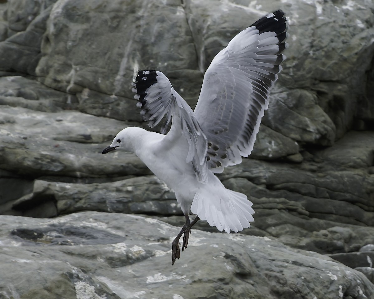 Black-billed Gull - ML642350646