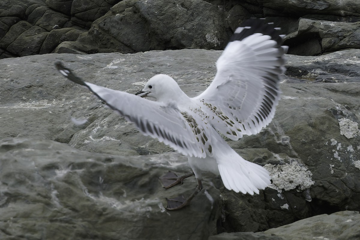 Black-billed Gull - ML642350648