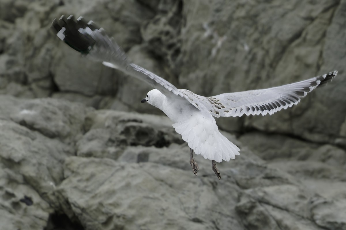 Black-billed Gull - ML642350649