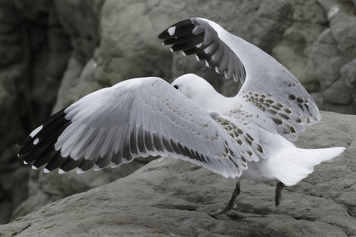Black-billed Gull - ML642350650