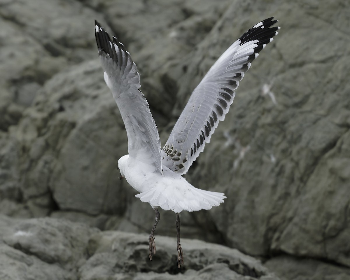 Black-billed Gull - ML642350651