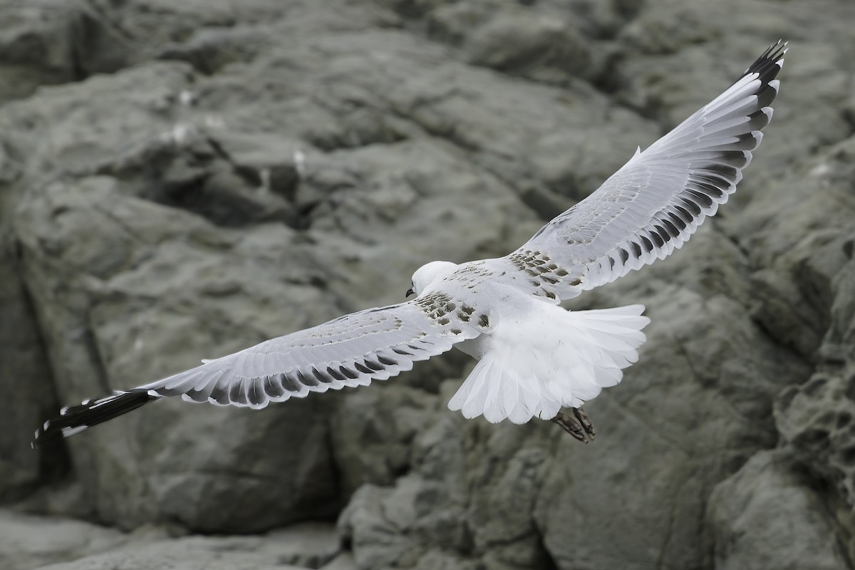 Black-billed Gull - ML642350652