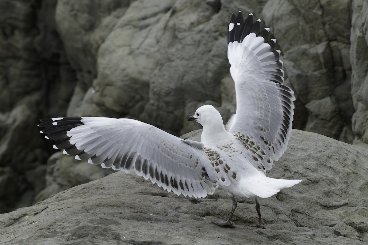 Black-billed Gull - ML642350653