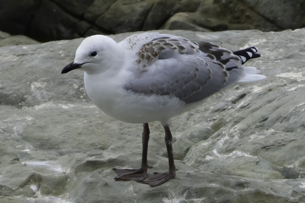 Black-billed Gull - ML642350654