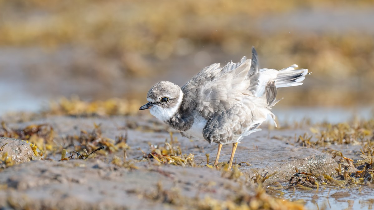 Semipalmated Plover - ML642350657