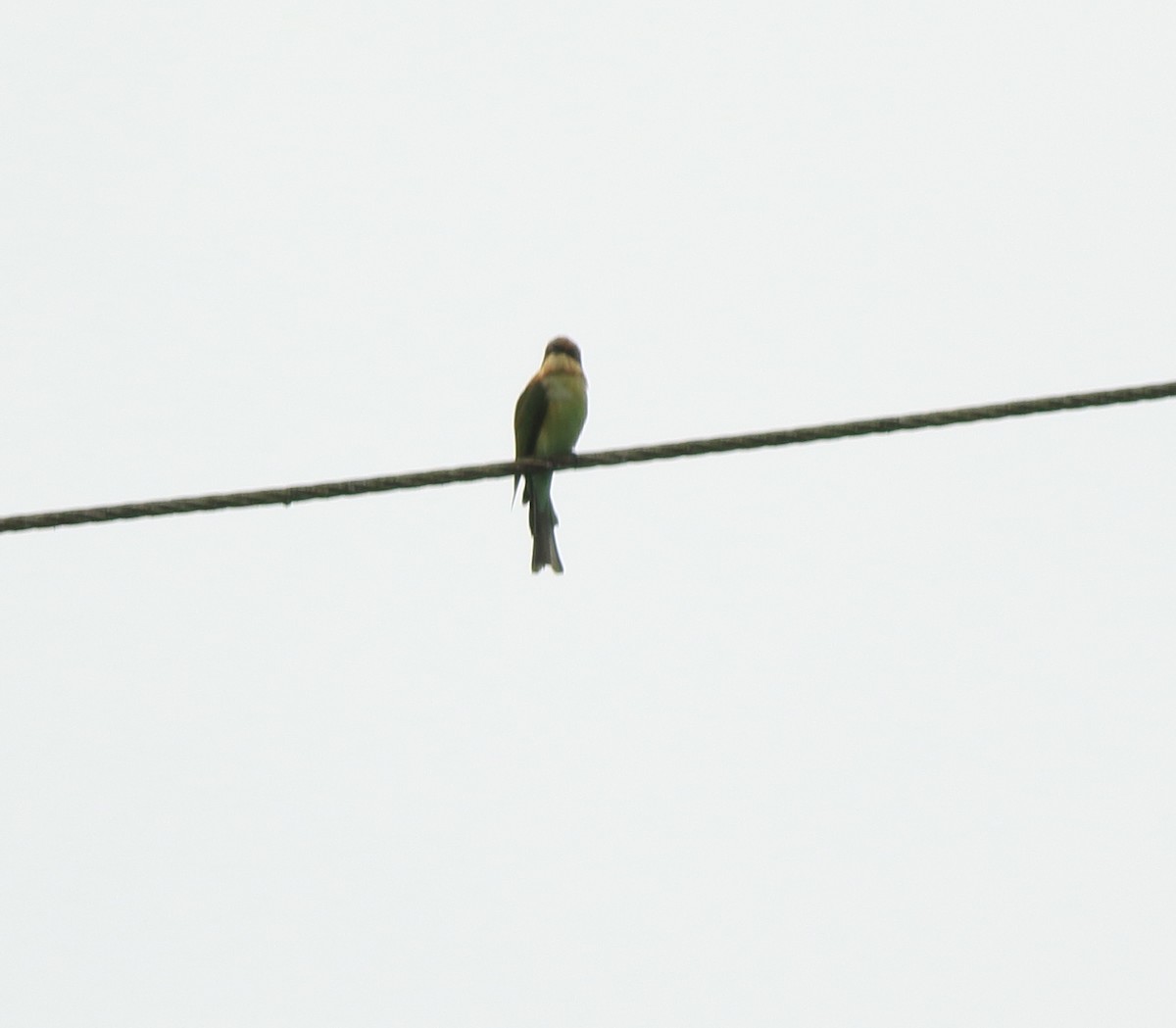 Chestnut-headed Bee-eater - ML642350670
