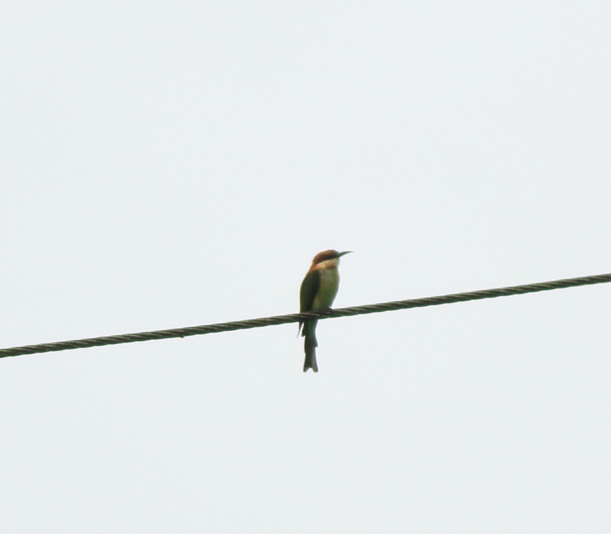 Chestnut-headed Bee-eater - ML642350674
