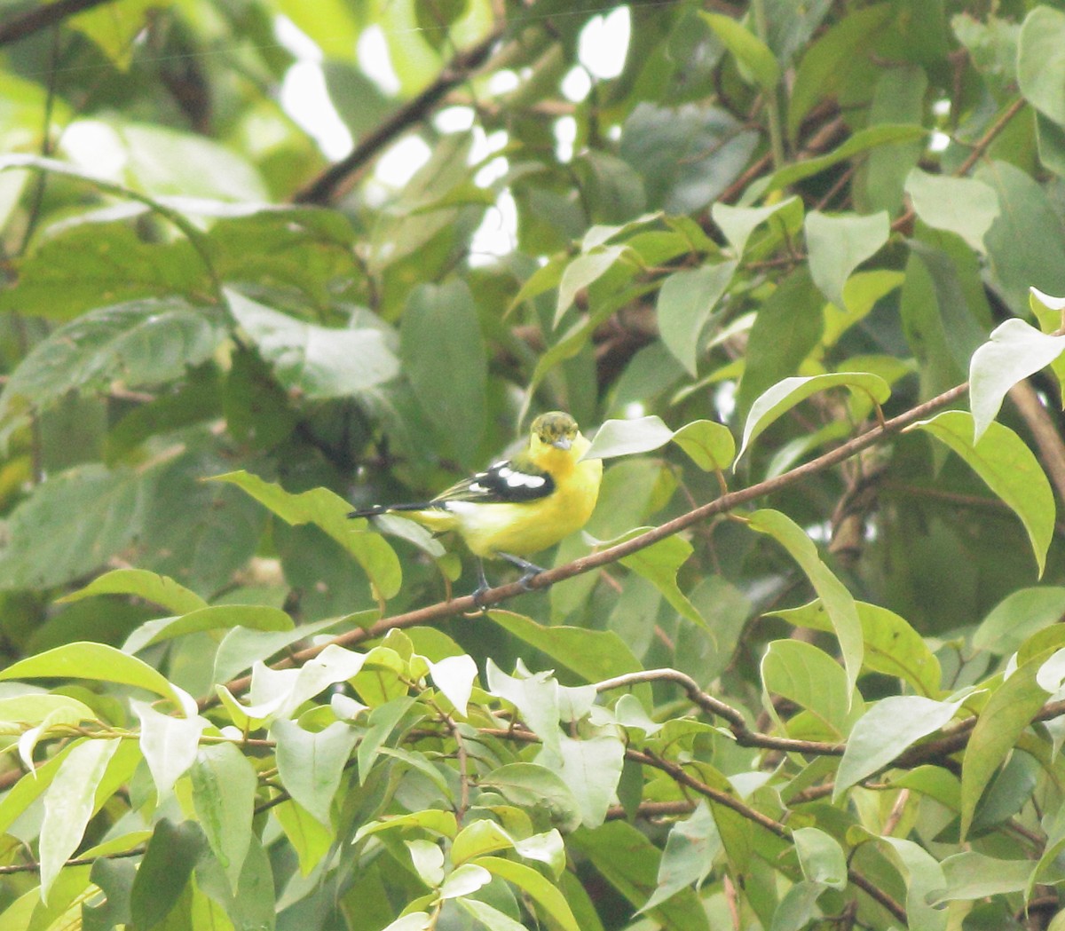Common Iora - ML642350690