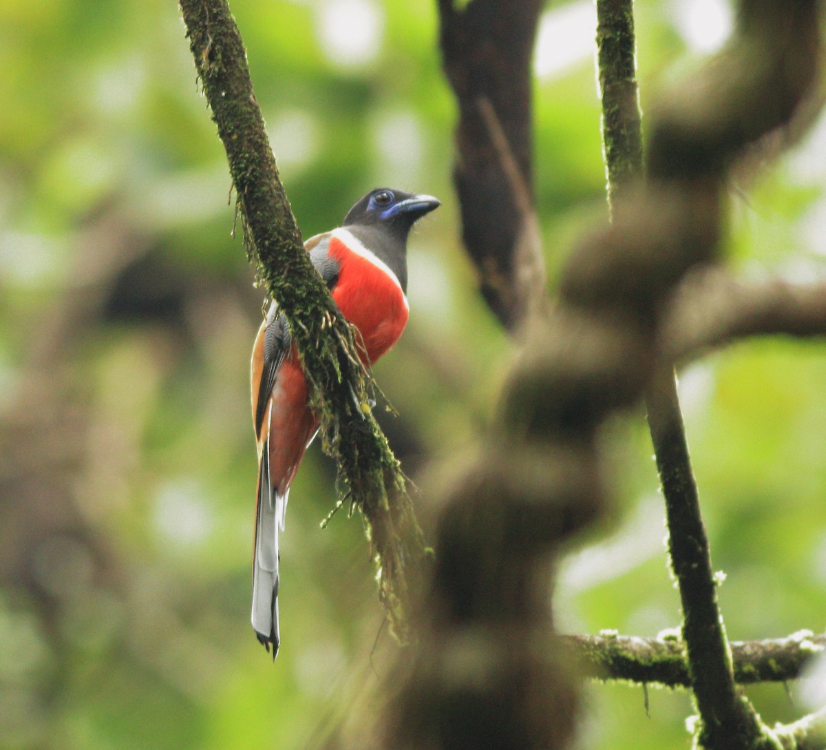 Malabar Trogon - ML642350715