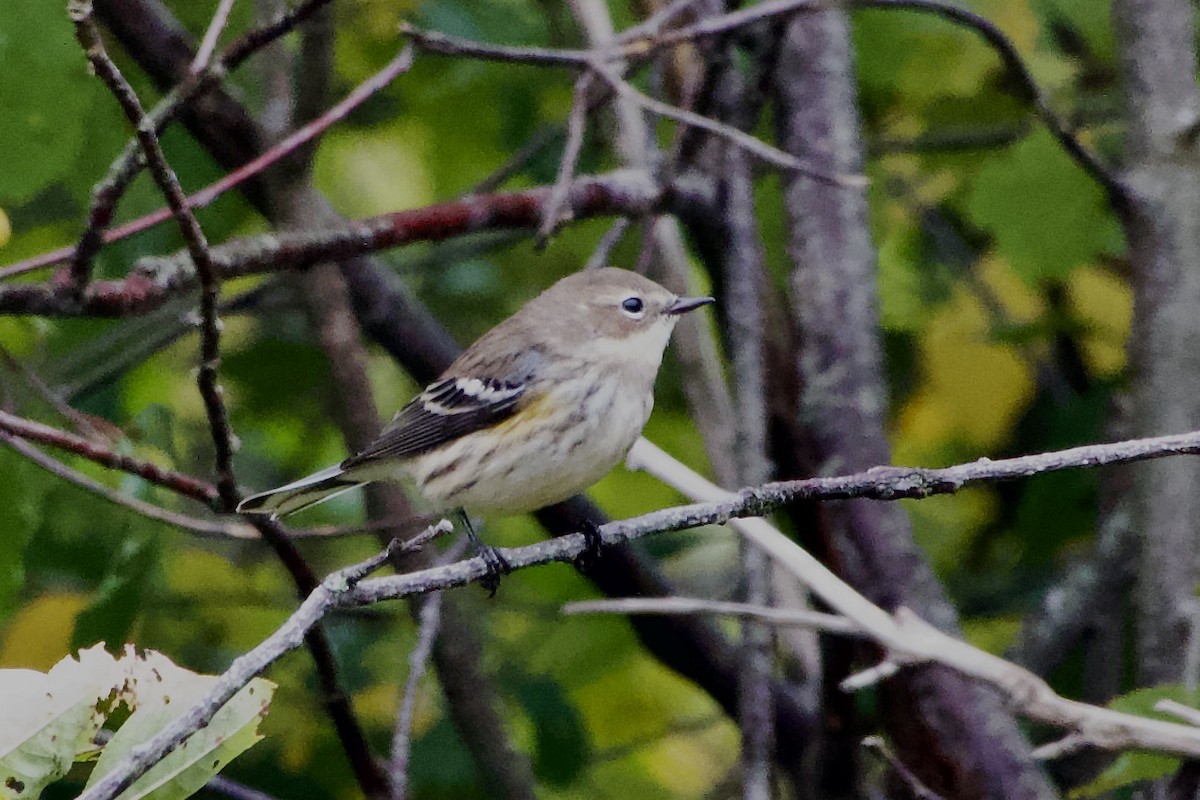 Yellow-rumped Warbler - ML642350716