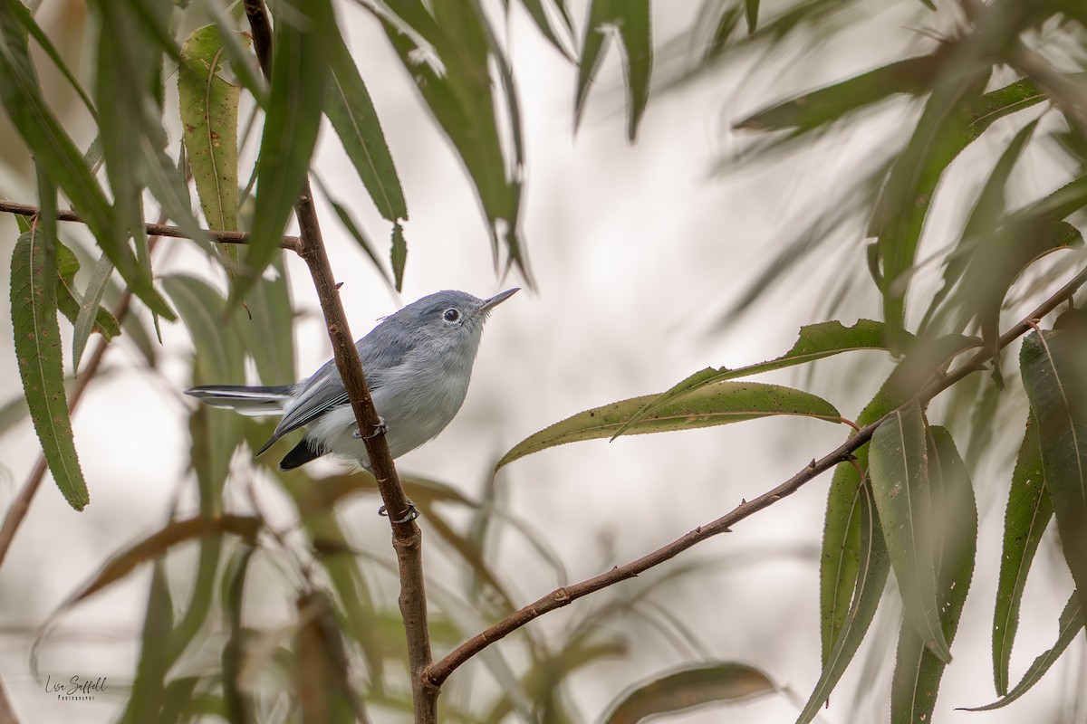 Blue-gray Gnatcatcher - ML642350717