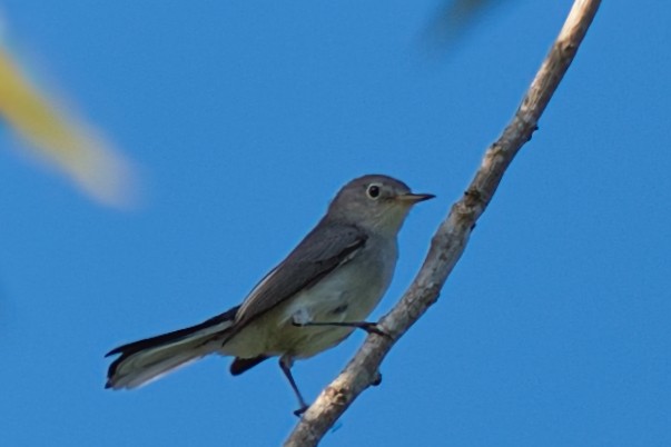 Blue-gray Gnatcatcher - ML642350719