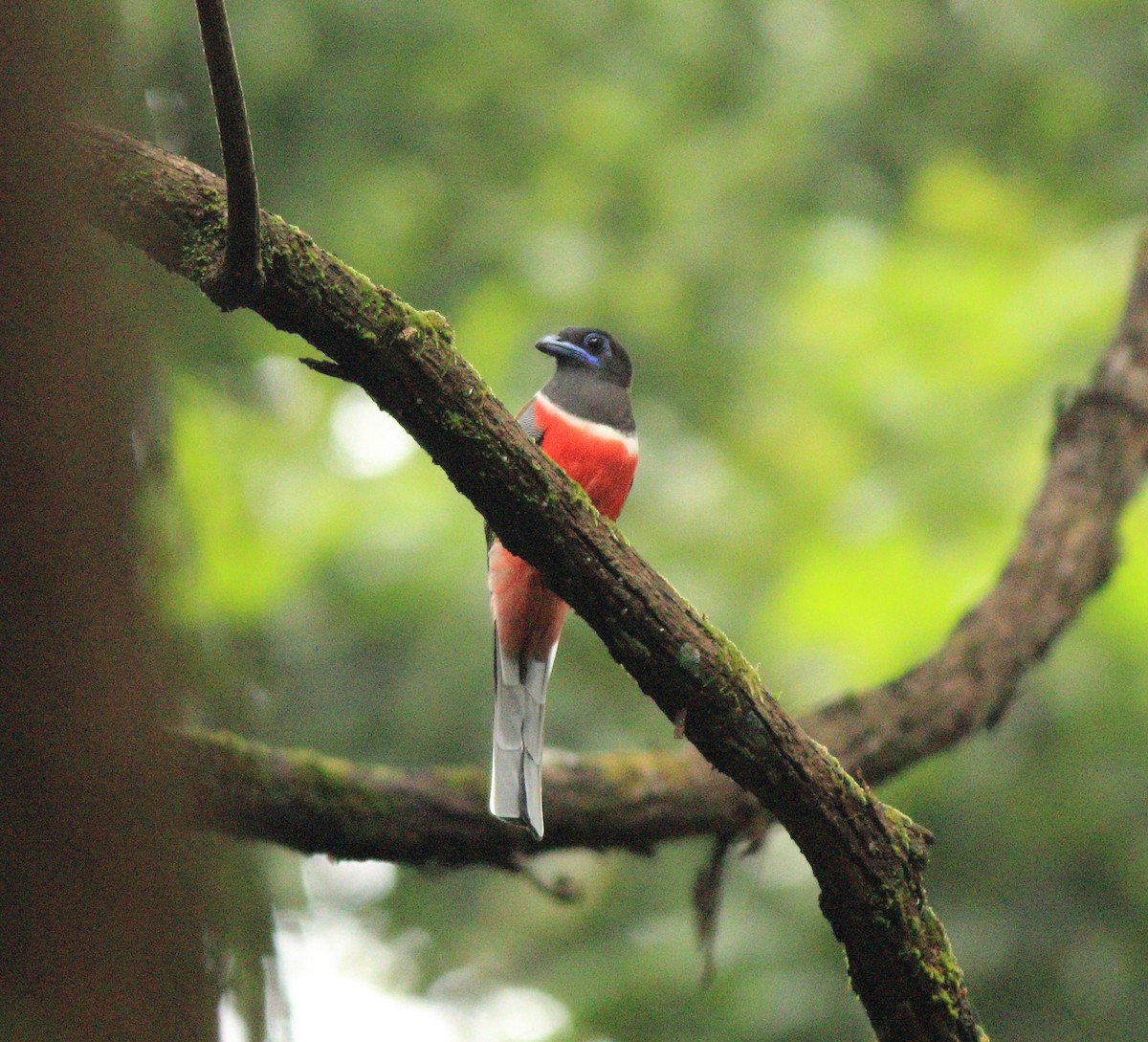 Malabar Trogon - ML642350724