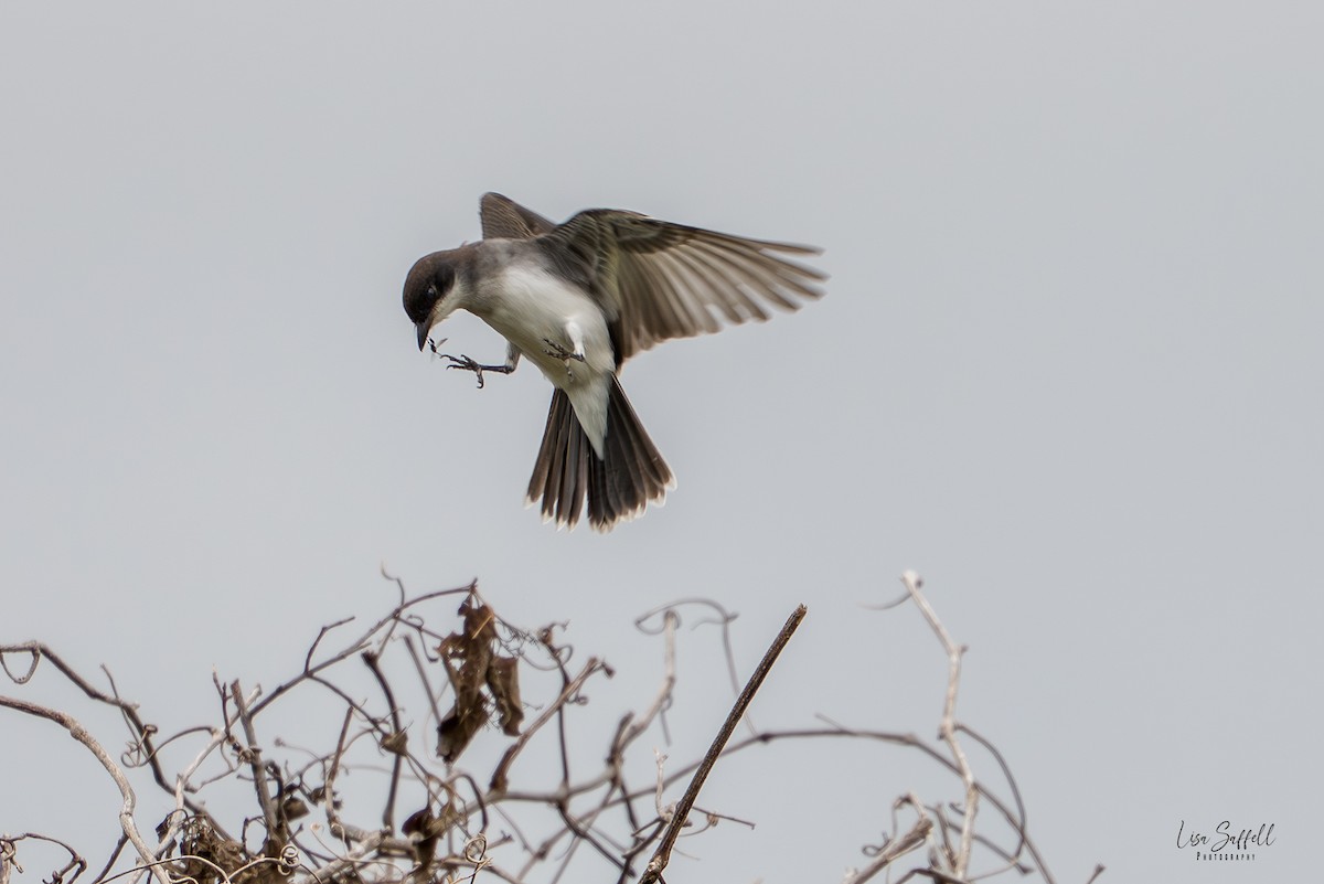 Eastern Kingbird - ML642350726